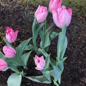 Meet your Posher, Lindsey